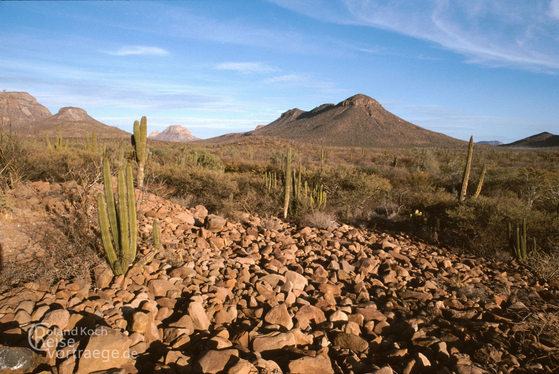 Mexiko - Baja California, Säulenkakteen in der Halbwüste